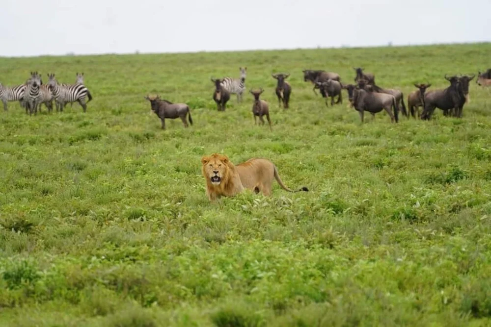 WILDERNESS INSIGHTS SAFARIS — image 4