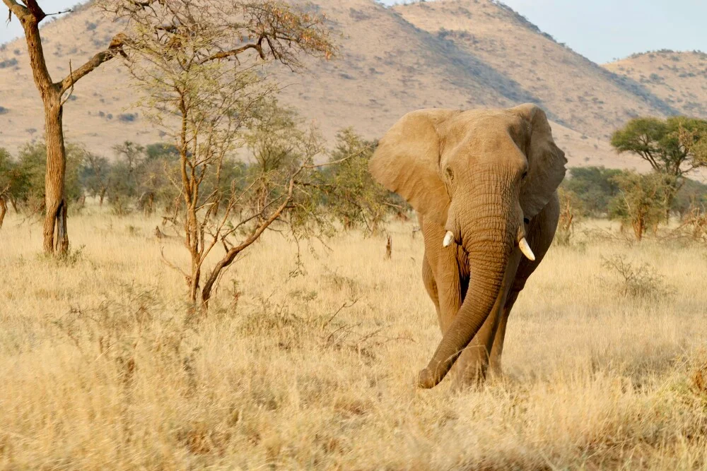 WILDERNESS INSIGHTS SAFARIS — image 3